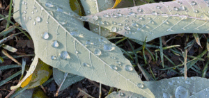 Somatic practitioner Kasia Rachfall guiding women through trauma healing, somatic therapy, and intuitive energy work in nature.