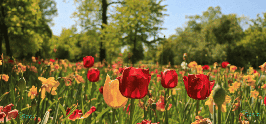 Tulips and trees representing energy healing